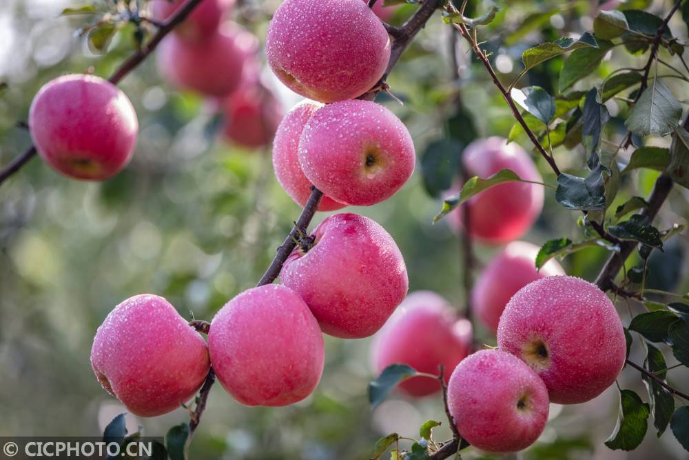 山西平陆:又是一年苹果飘香