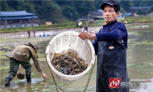 通道村民在鸿达水产养殖场捕虾