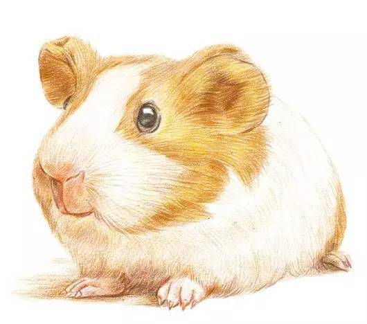 荷兰鼠简笔画图片