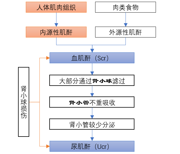 一文搞懂评价肾功能三个指标之间的区别及药物引起肾脏损伤的机制