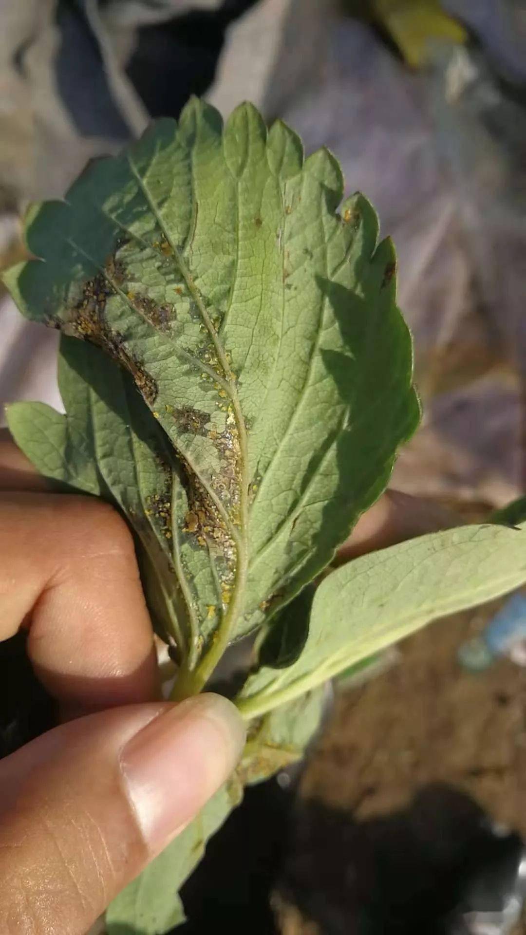 深度剖析草莓空心病