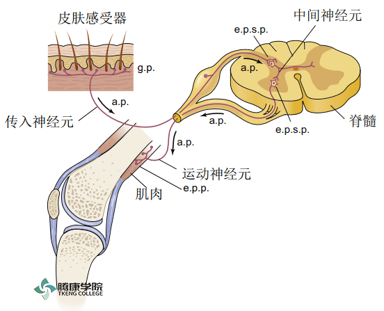 疼痛解剖学