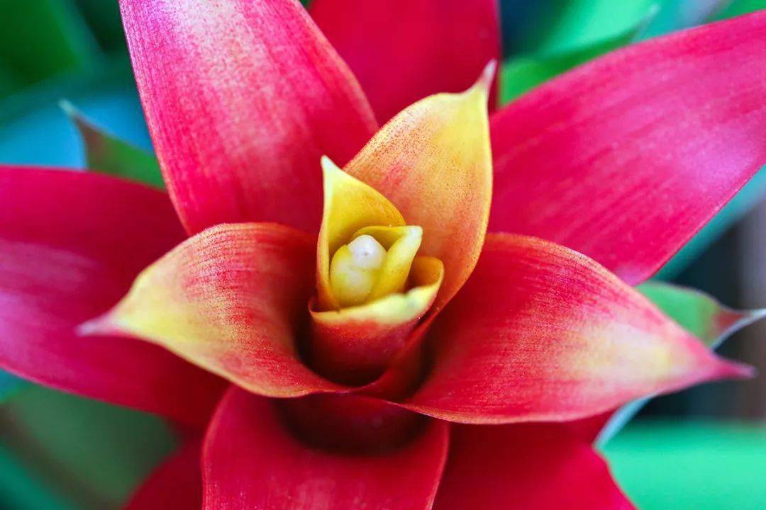 养花能旺财好运跟着来