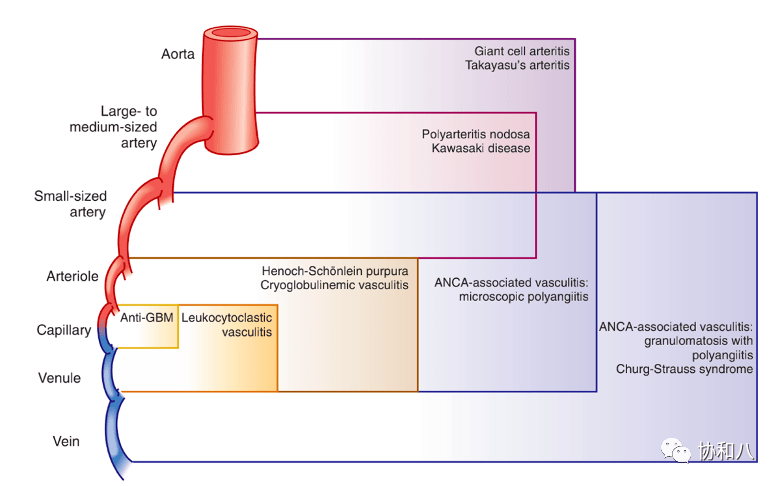 血管炎分類標準: