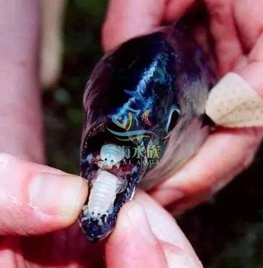 胆小慎入鱼类寄生虫之食舌虫