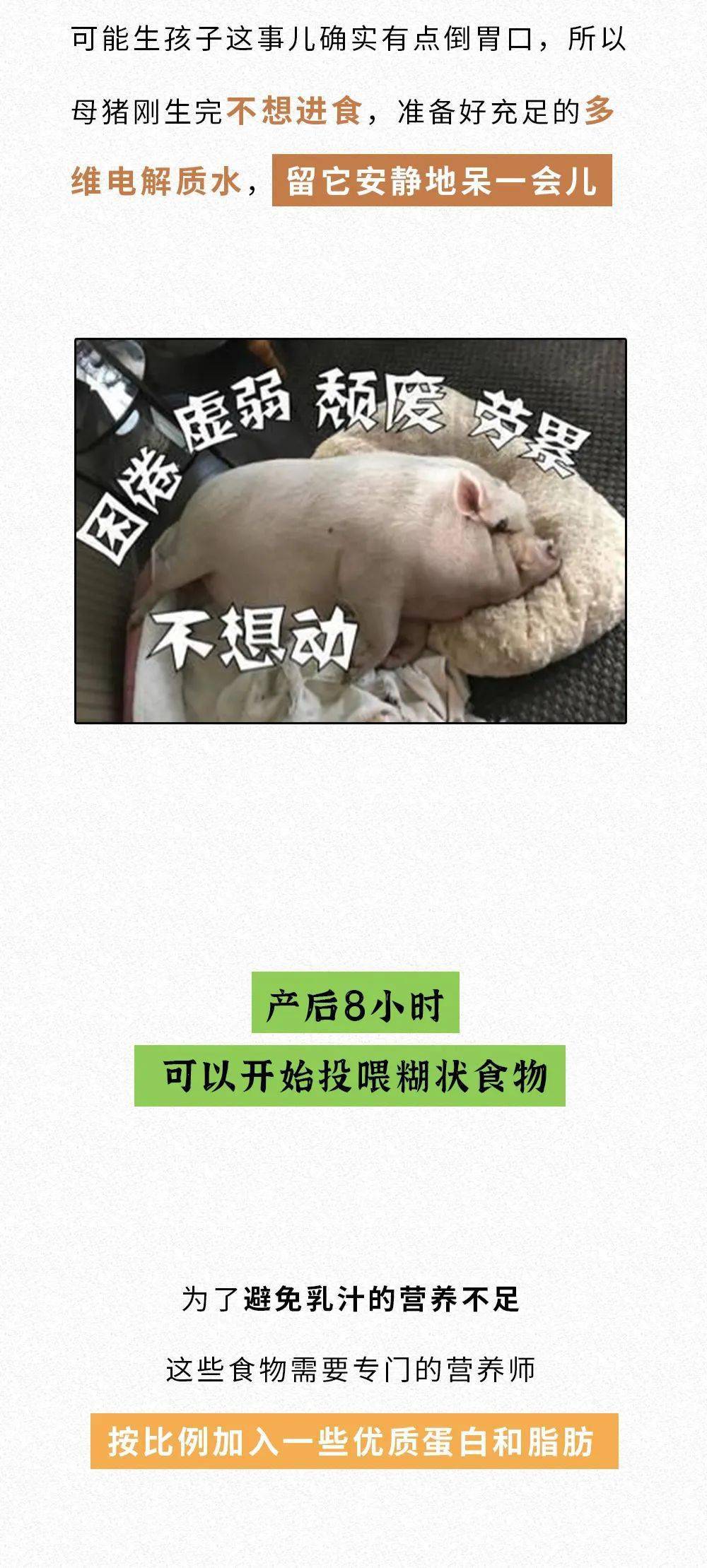 进来学母猪的产后护理