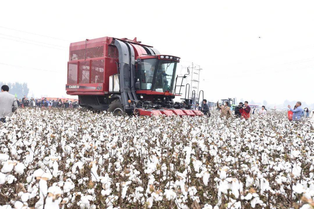 河北邯郸棉花机械收获观摩现场演示会在曲周县成功举办