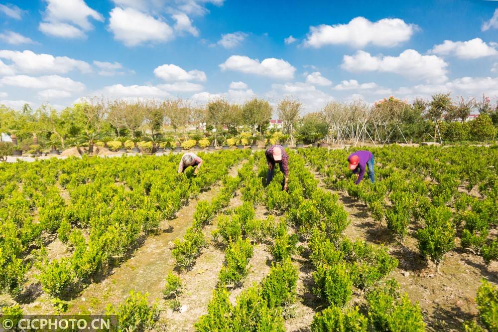 以上图片:在江苏省如皋市磨头镇一苗木种植基地,当地农民在管护苗木.