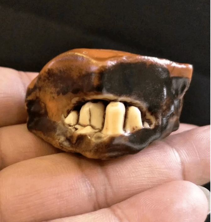 不得了看看这些带牙齿的石头