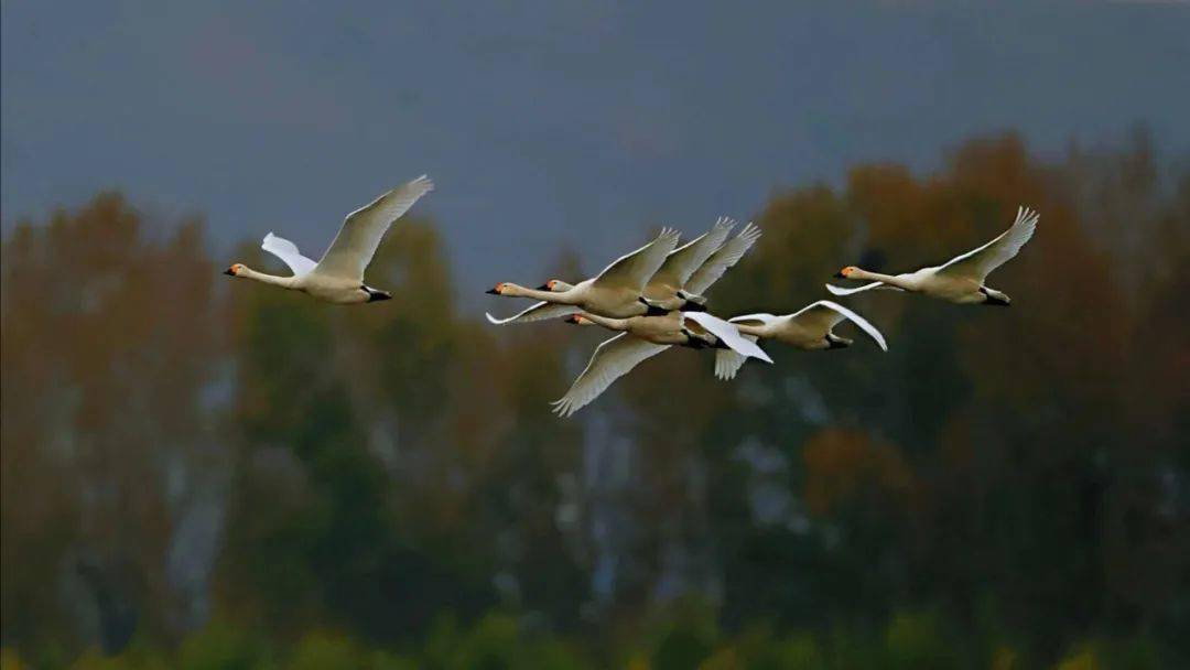 关注山西朔州上千只南迁候鸟飞抵桑干河