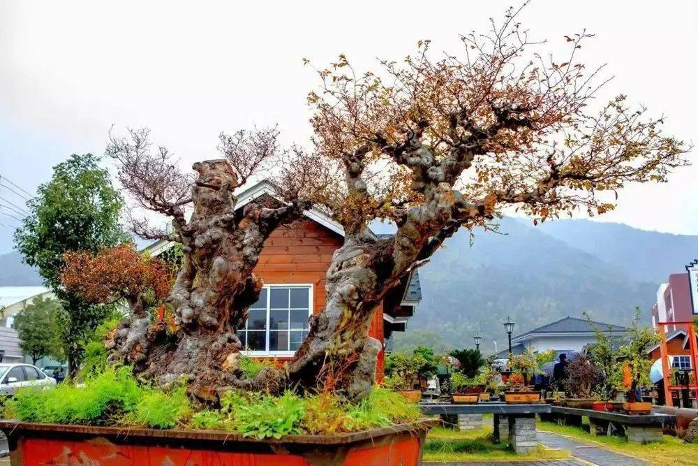 三门的盆景村前郭村好风景造就好钱景