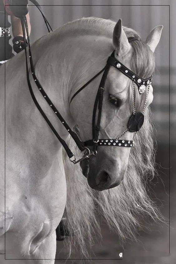 心中的白月光梦幻般的白马都有哪些