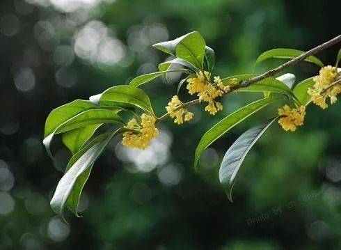 方誌四川61散文陳紅一年一度桂花香