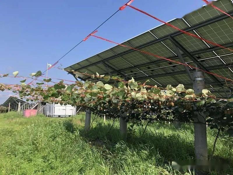"农光互补"丨实现收益1 1>2的效果,给农民带来实实在在的好处!