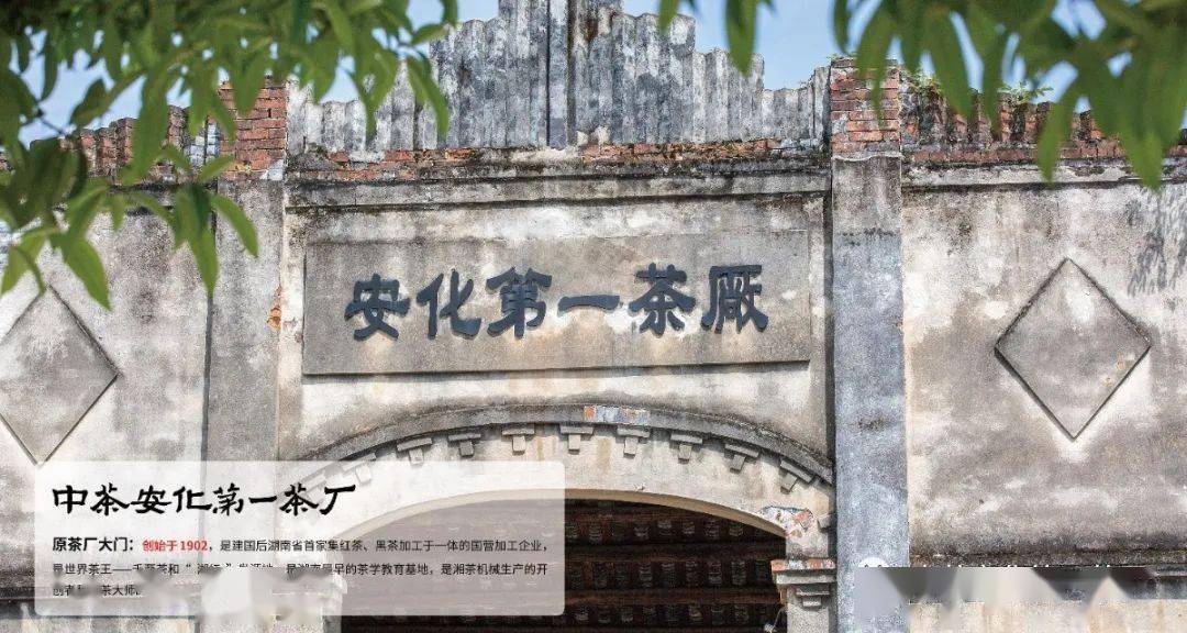顶流开拍央视走进安化黑茶中茶安化第一茶厂再站c位