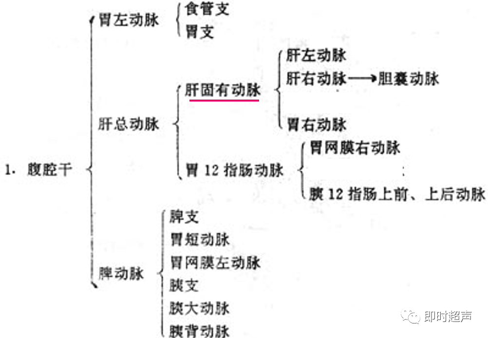 肝脏胆道系统解剖_间隙