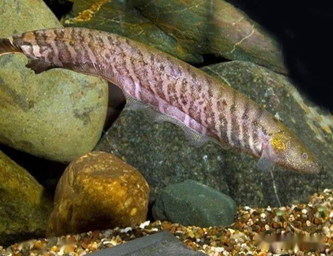 每天认识一种南美鱼103皇冠虎纹飞刀