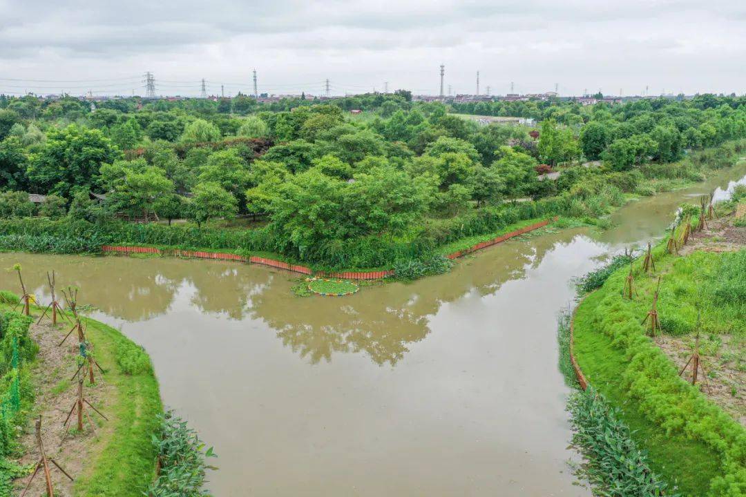 诗意画卷徐徐展开金谊河等河道的新生上海市地表水质市