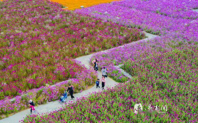 10月11日,位於宿遷市湖濱新區的三臺山國家森林公園衲田花海鮮花盛開.