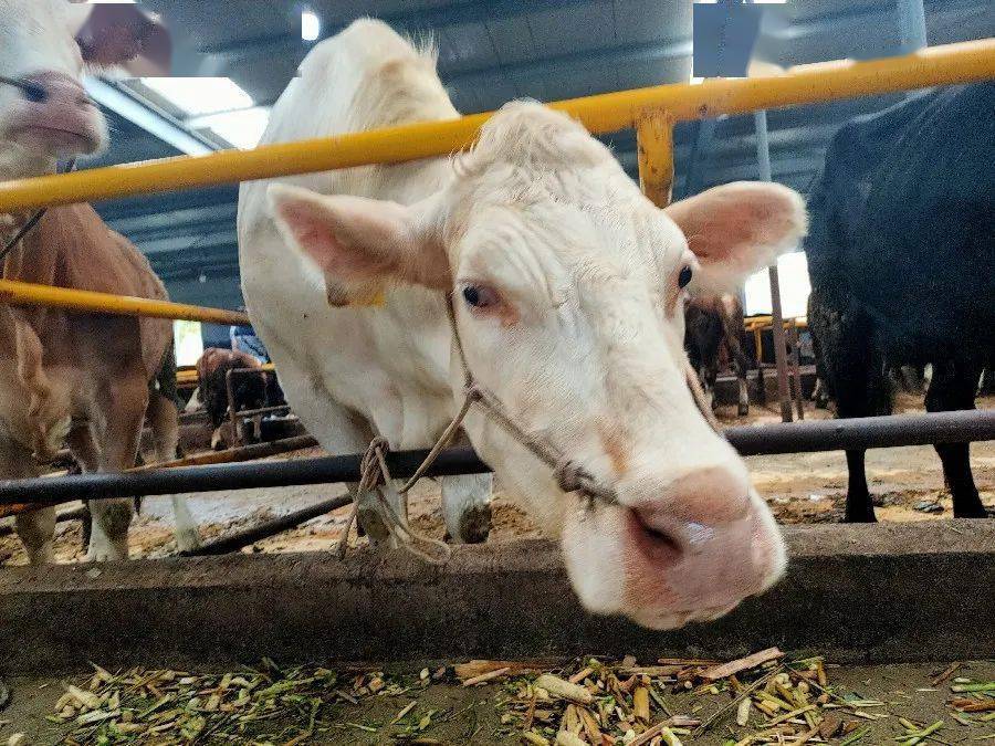 使牛劲的牛人和牛儿们