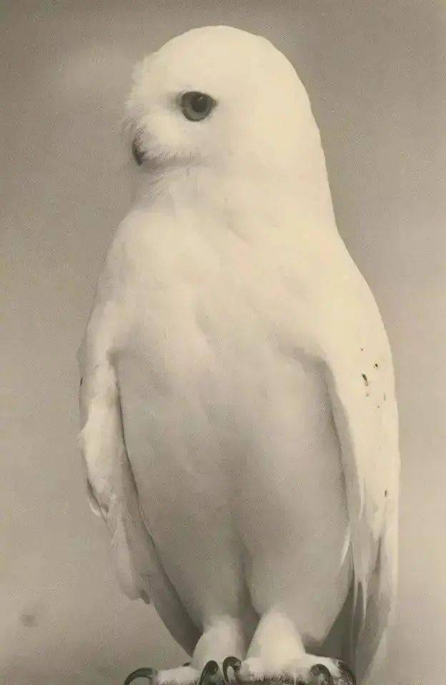 山本昌南:拍摄小幅照片是我把记忆握手里的方式