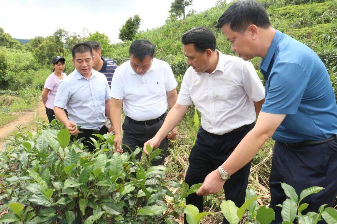 岑溪筋竹大哥图片