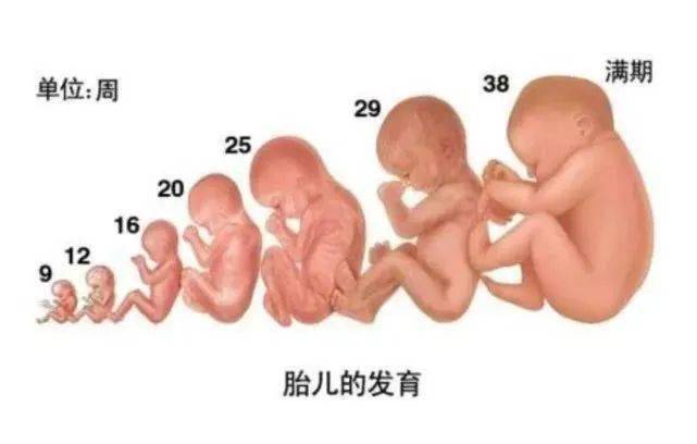 为了出生做准备;孕38周,胎儿的呼吸功能消化功能发育更趋于完善;孕37