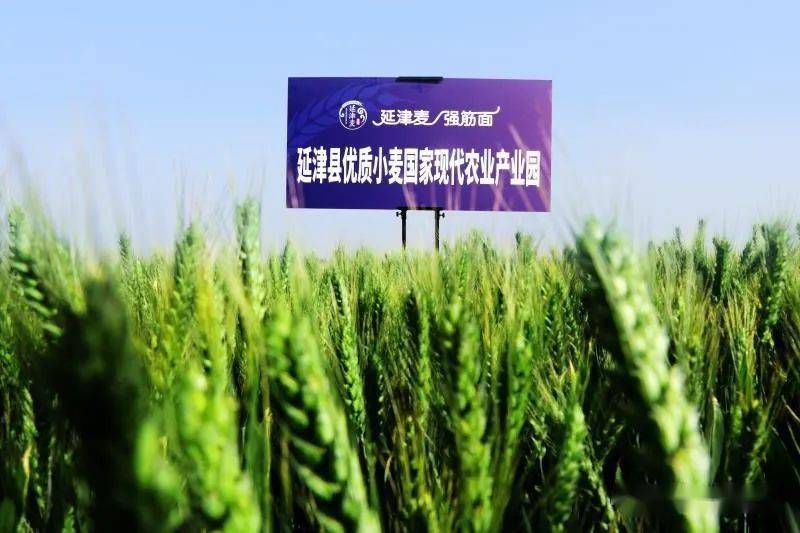 河南延津:"一粒"小麦断穷根