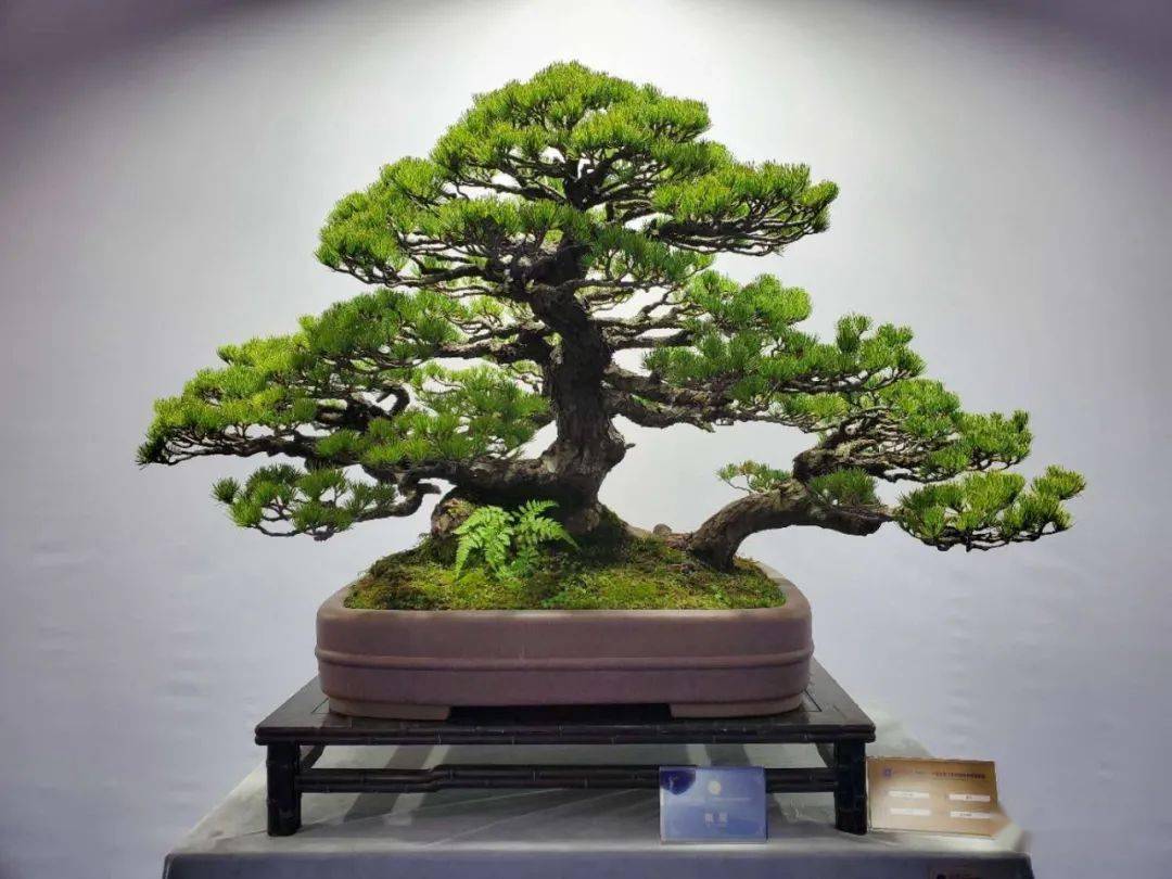 最速报得奖作品来了2020中国盆景艺术家协会会员盆景展获奖作品集锦