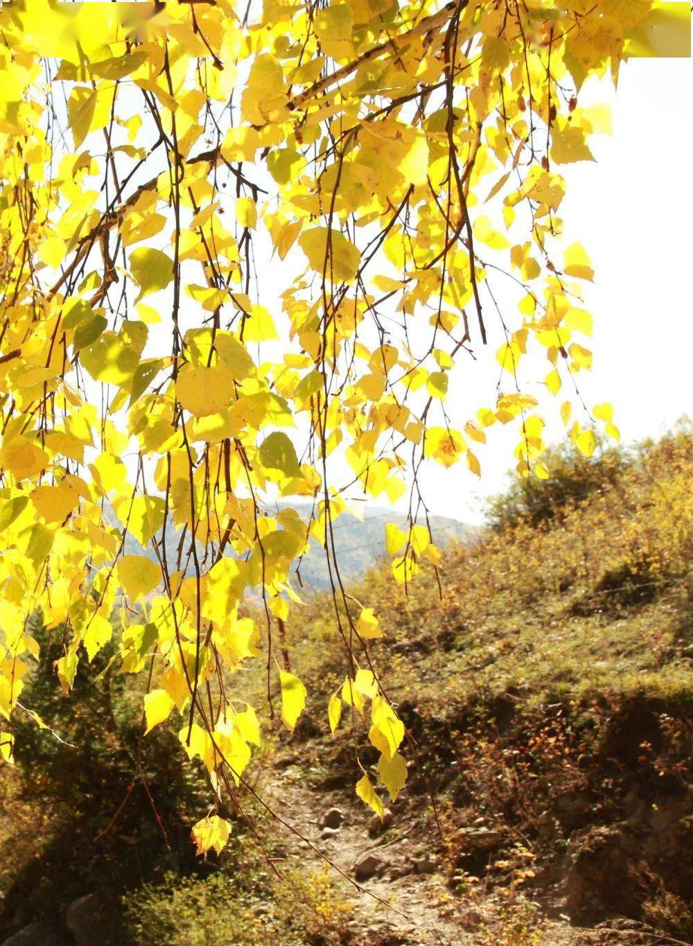 美图万盛那些你见过的秋天呀如约而至