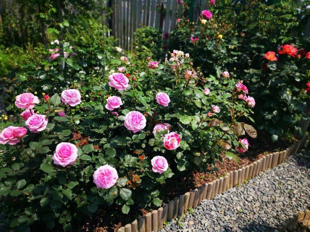 从为了遮住围栏而种棵植物,到爱上月季._手机搜狐网