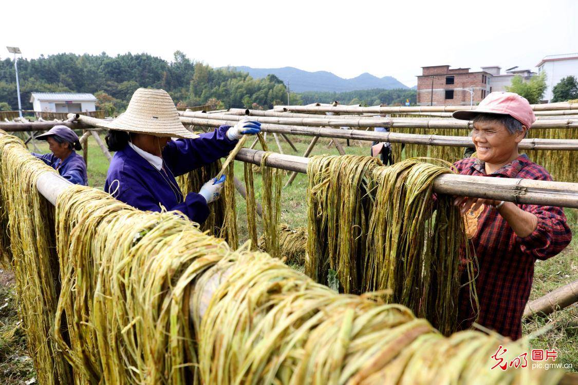 晒苎麻促脱贫