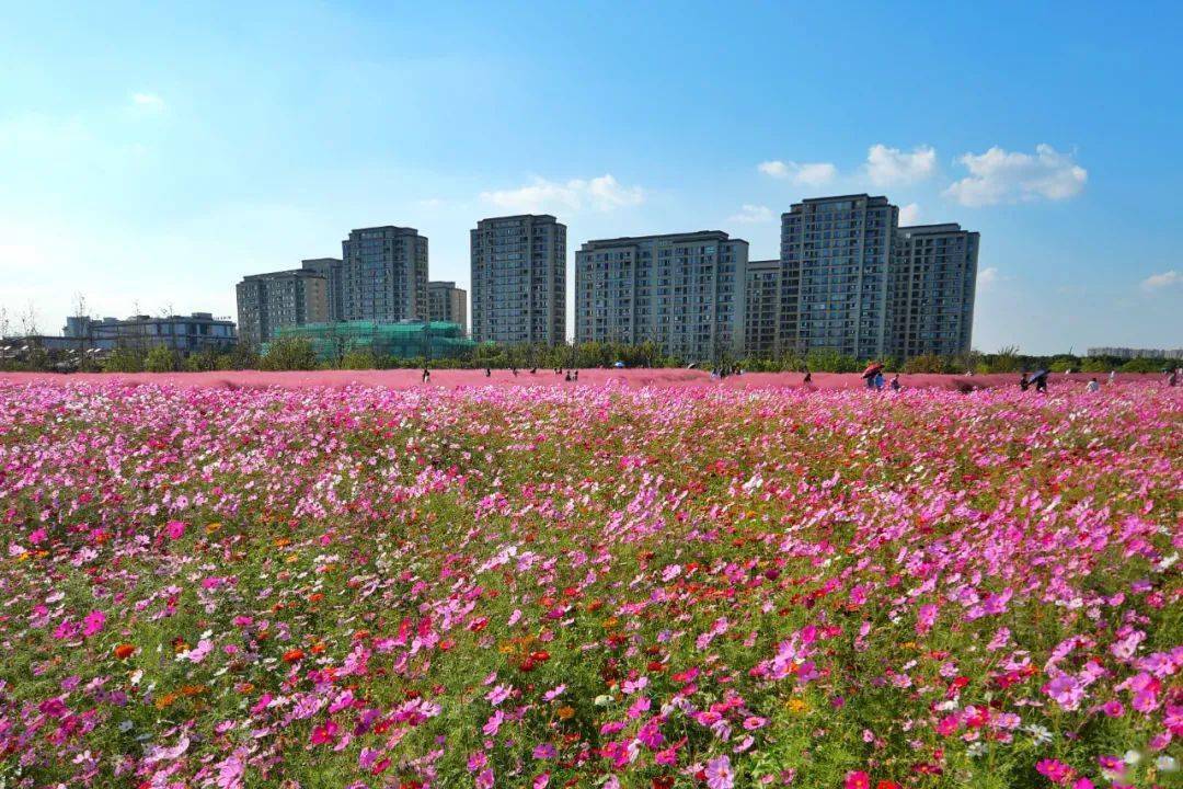 奉贤的这片网红"花海"上新啦!这次有寓意幸福,美好时光的格桑花!