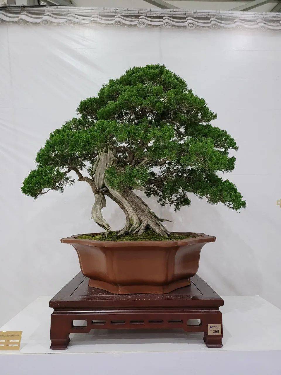 最速报得奖作品来了2020中国盆景艺术家协会会员盆景展获奖作品集锦