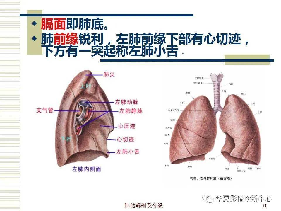 肺的解剖与生理