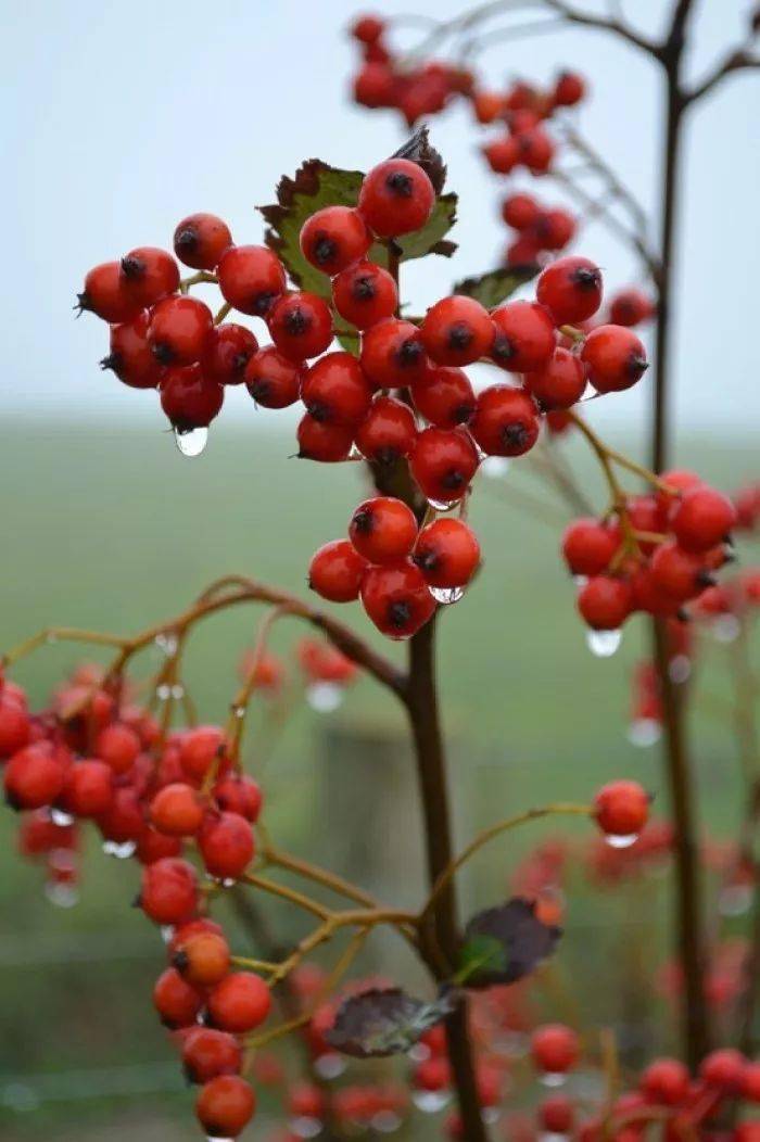 秋天的雨作文教案_秋天的雨教案范文_《秋天的雨》教学案例