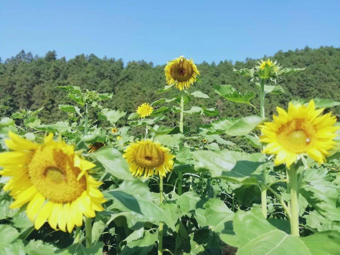 祁紅小鎮:向日葵花開 假日引客來_花海