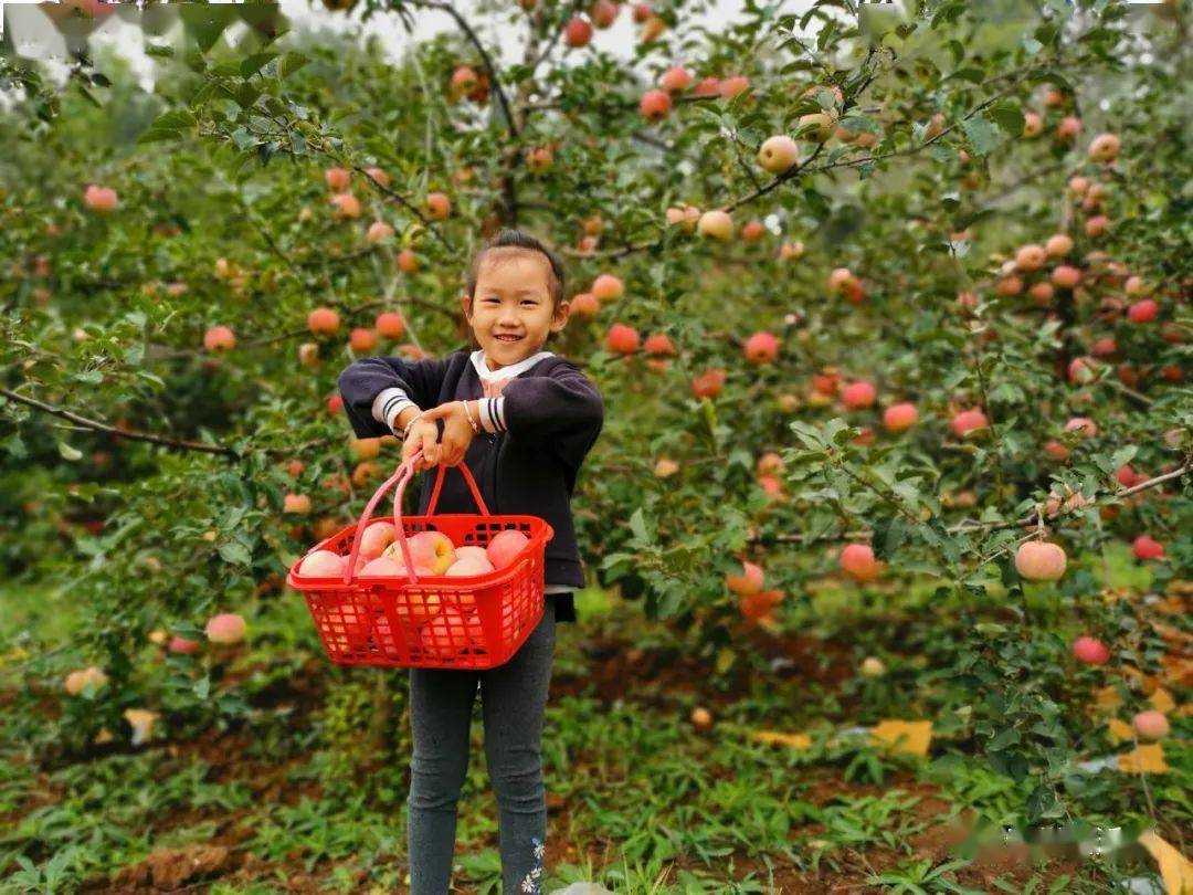 王坟清风峪采摘园耗时数年,种出来的苹果咋都这么丑,咬了一口被惊到了