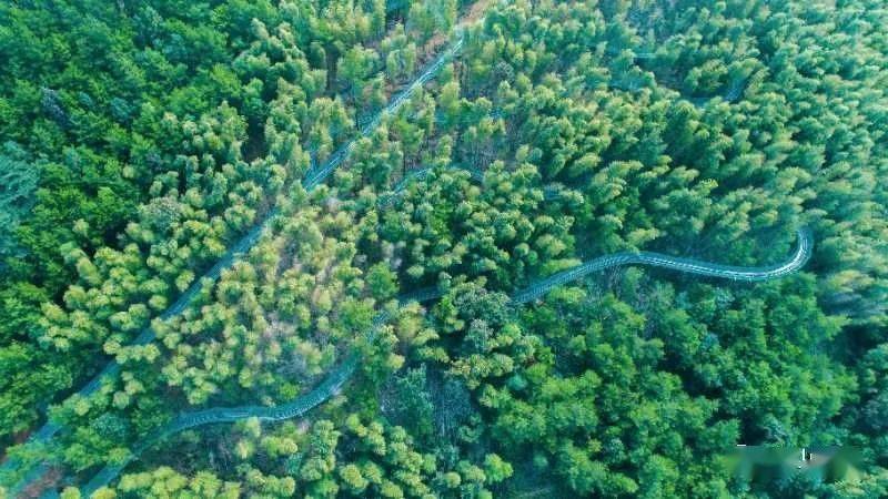漫步天柱山魔幻森林开启你的梦幻旅行
