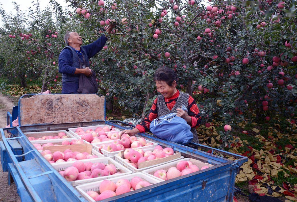 果农喜摘丰收果