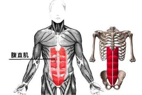 腹直肌结构图简约图片