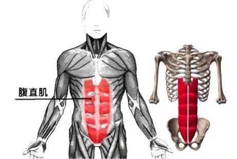 腹直肌鞘位置图图片