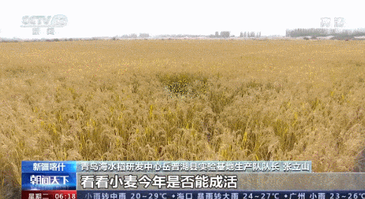 沙漠种水稻被禁止图片