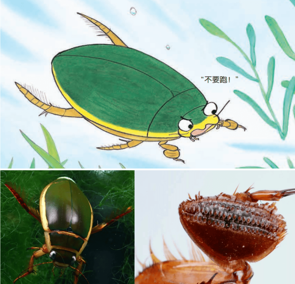 大田鳖vs水螳螂 龙虱图片