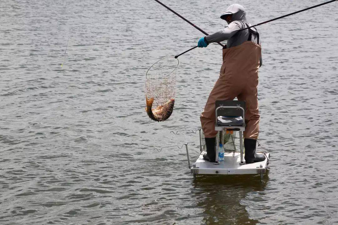 这里是钓鱼人的天堂里面有很多三道鳞