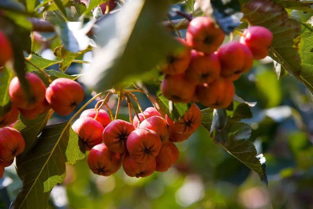 红了| 天津的山楂!_红果