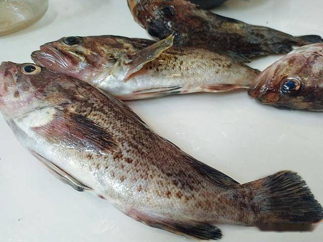 炖鱼的家常做法大厨说3招做到鱼完整不腥鲜香入味