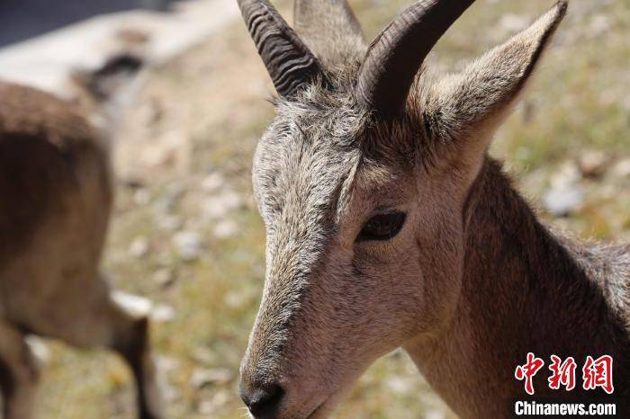 2020澜湄万里行中外媒体邂逅岩羊群从避人而远之到亲密无间