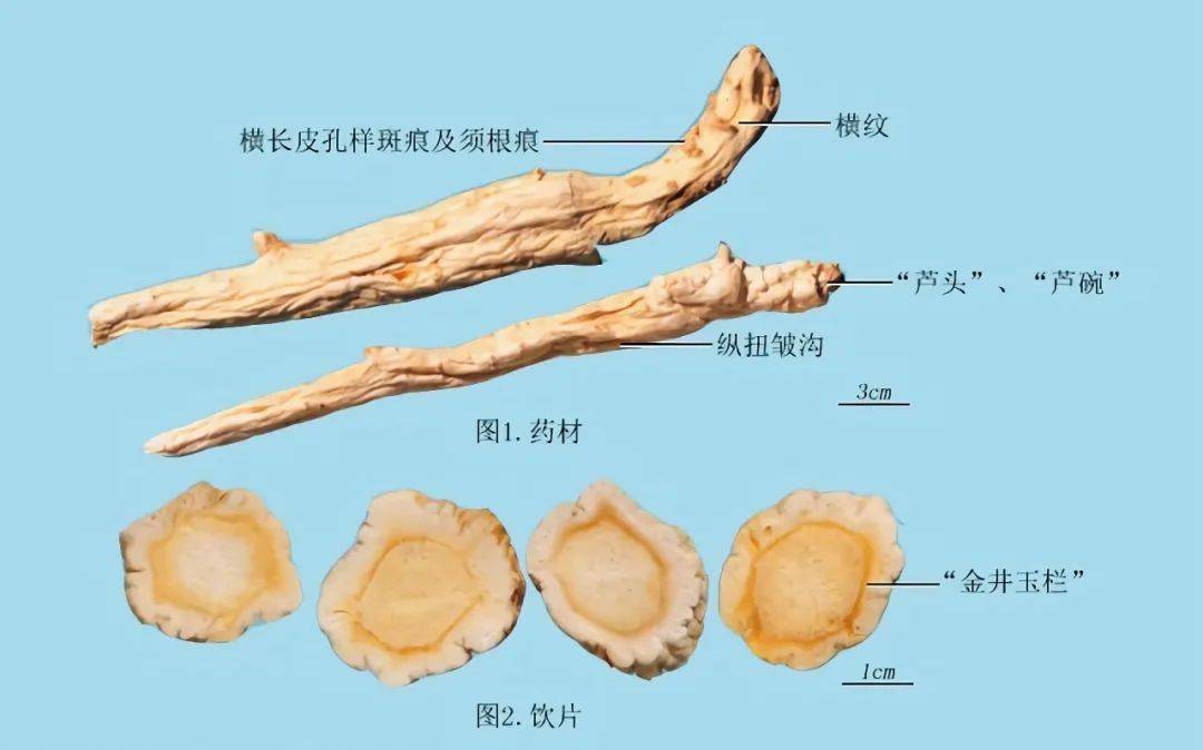 桔梗:根长圆形或长纺锤形,稍扭曲,质坚实,横断面淡黄色,角质样,气微