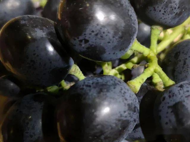 普通葡萄改了个名字,价格翻了5倍,这样的黑葡萄,心太"黑"_品种